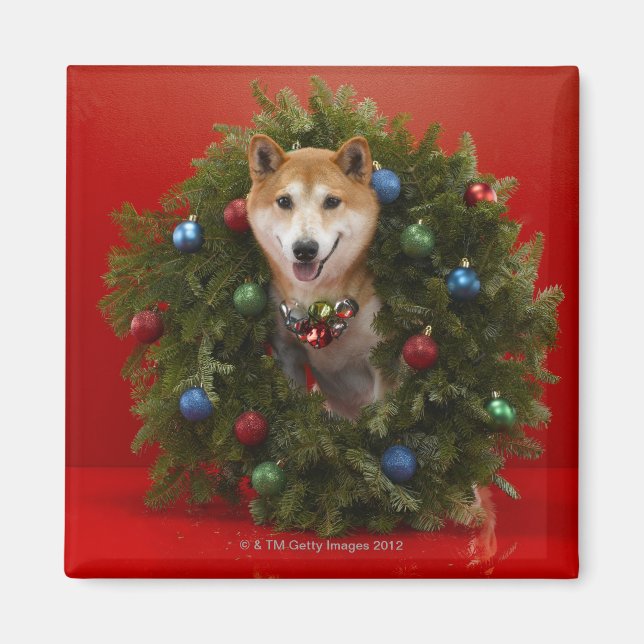 Shiba Inu dog sitting in Christmas wreath Magnet (Front)