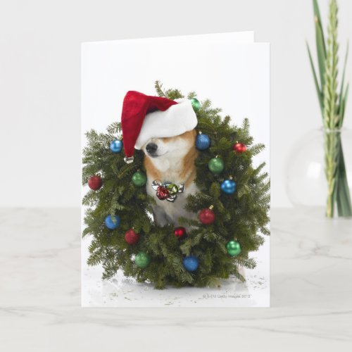 Shiba Inu dog wearing Santa hat sitting in Holiday Card