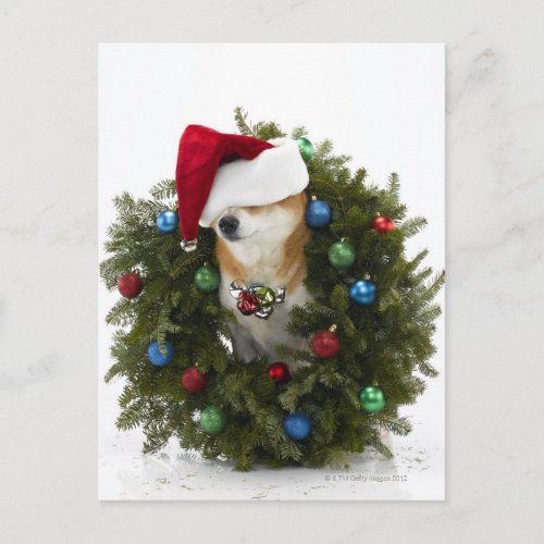 Shiba Inu dog wearing Santa hat sitting in Holiday Postcard