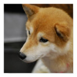 Shiba Inu Poster