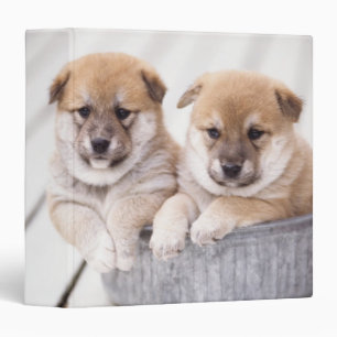 Shiba Inu puppies in aluminum tub Binder