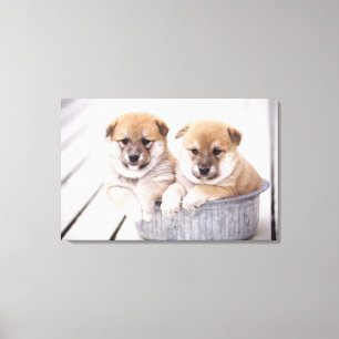 Shiba Inu puppies in aluminum tub Canvas Print