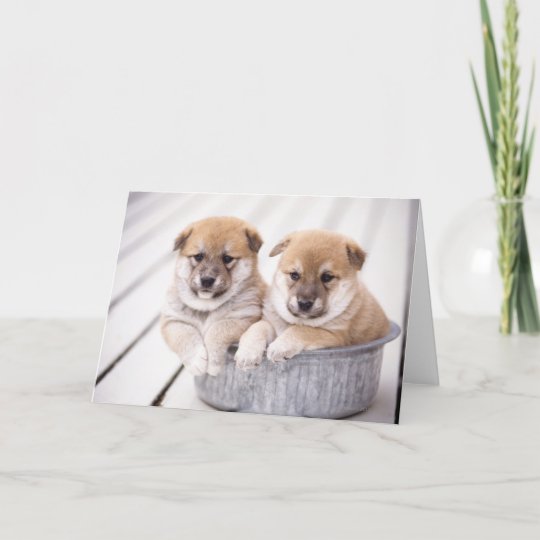 Shiba Inu Puppies In Aluminum Tub Card