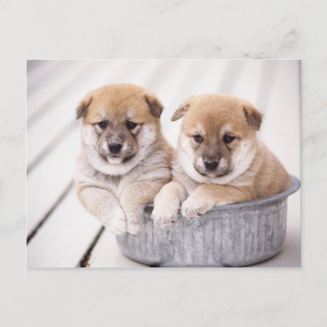 Shiba Inu puppies in aluminum tub Postcard (Front)