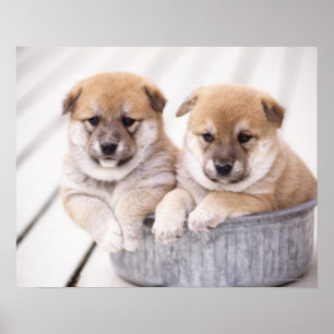Shiba Inu puppies in aluminum tub Poster