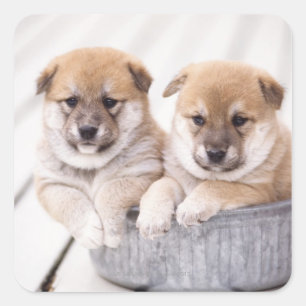 Shiba Inu puppies in aluminum tub Square Sticker