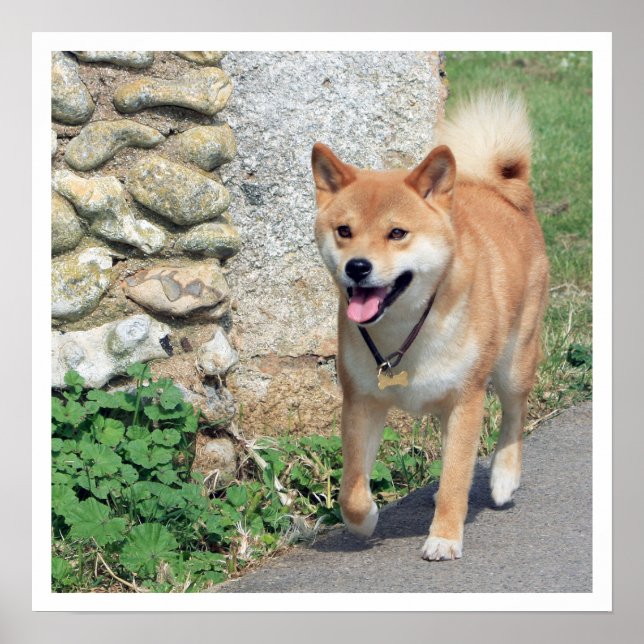 Shiba Inu Walking Poster (Front)