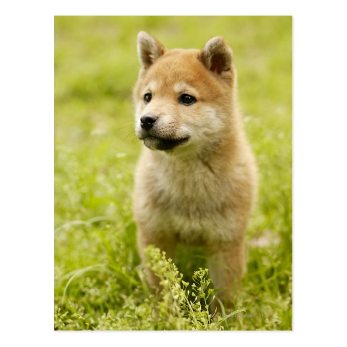 Shiba ken puppy post cards