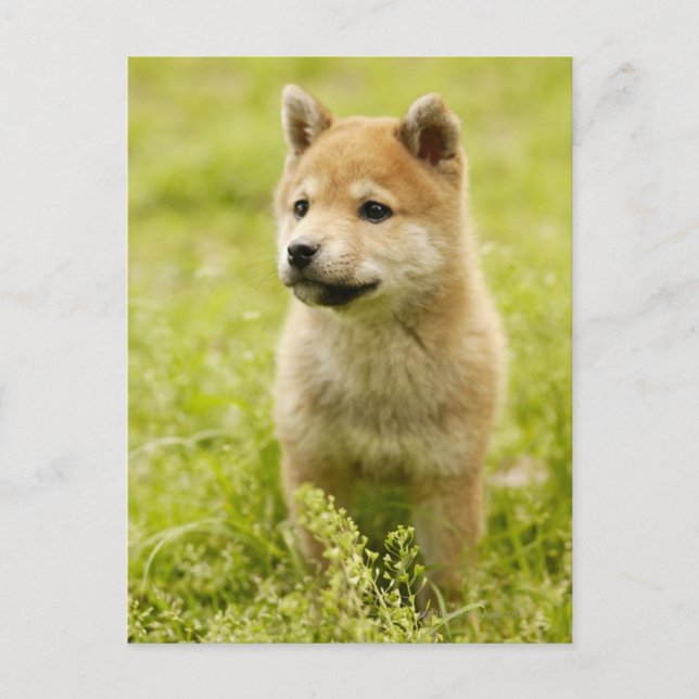 Shiba-ken puppy postcard (Front)