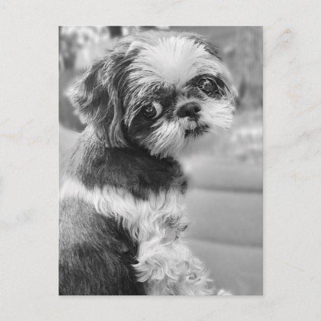 Shih Tau Girl Postcard (Front)