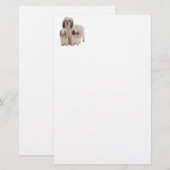 Shih tsu puppies (Front/Back)