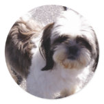 Shih Tsu Puppy Stickers