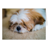 Shih Tzu (Front Horizontal)
