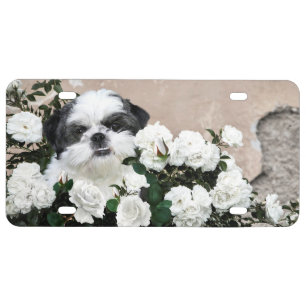 Shih Tzu and roses License Plate