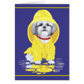 Shih Tzu April Showers (Front)