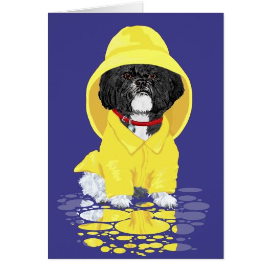 Shih Tzu April Showers (Front)