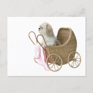 Shih Tzu baby buggy Postcard