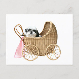 Shih Tzu baby buggy Postcard
