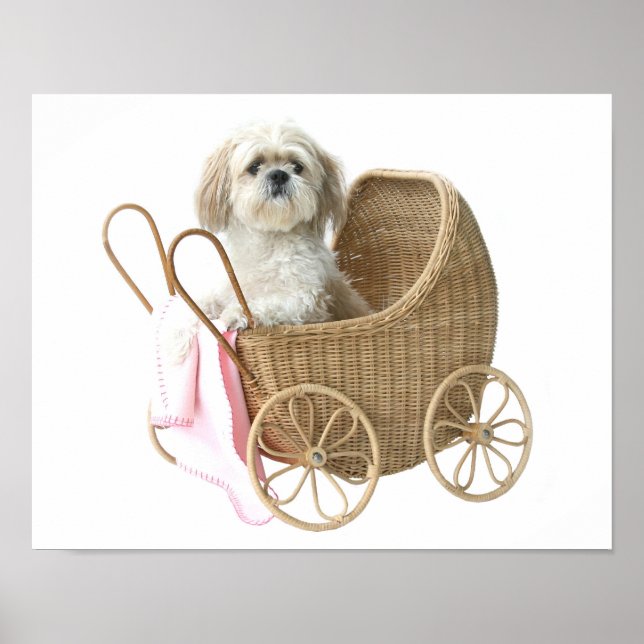 Shih Tzu baby carriage Poster (Front)