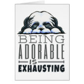 Shih Tzu Being Adorable (Front)