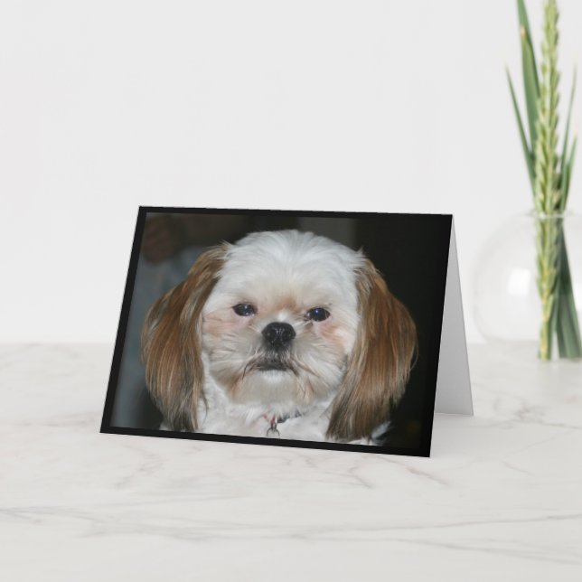 "Shih Tzu Better Have A Happy Birthday!" Card (Front)