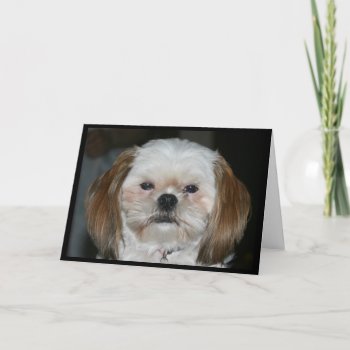 Shih Tzu Better Have A Happy New Year! Card by MortOriginals at Zazzle