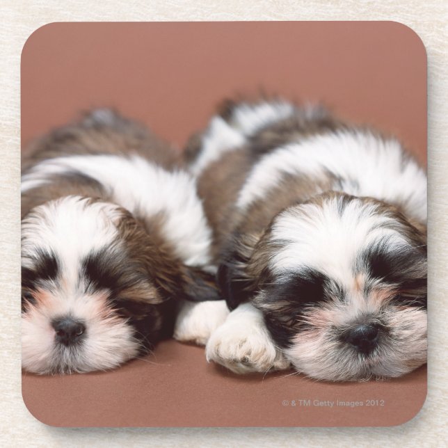 Shih Tzu Beverage Coaster (Front)