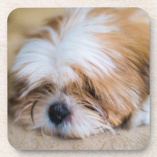 Shih Tzu Beverage Coaster
