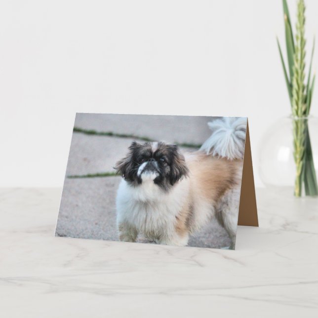 Shih Tzu Card (Front)