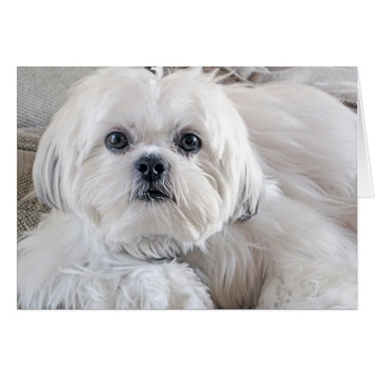 Shih Tzu Cards (Front Horizontal)
