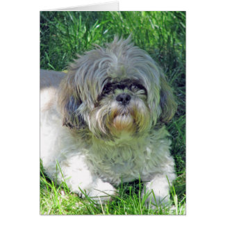 shih tzu cards