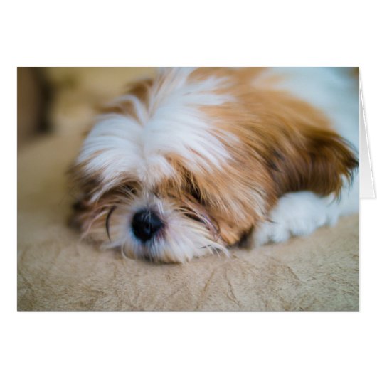Shih Tzu Cards (Front Horizontal)