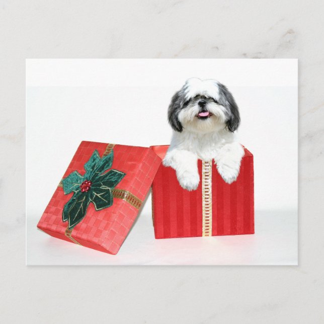Shih Tzu Christmas gift Holiday Postcard (Front)