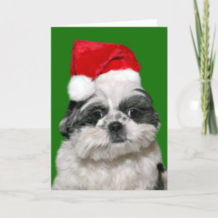 Shih Tzu Christmas Holiday Card
