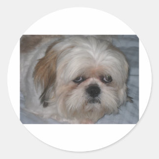 Shih Tzu Classic Round Sticker