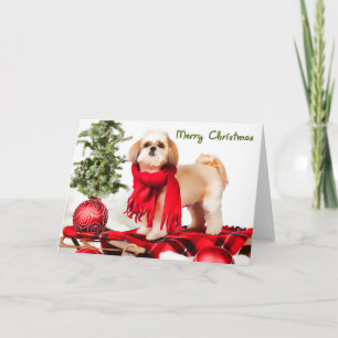 Shih Tzu (clipped coat) Christmas Card