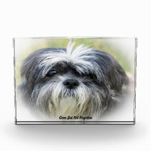 Shih Tzu Dog Acrylic Award