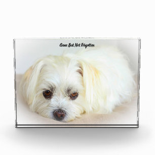 Shih Tzu Dog Acrylic Award