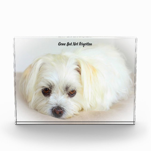Shih Tzu Dog Acrylic Award (Front)