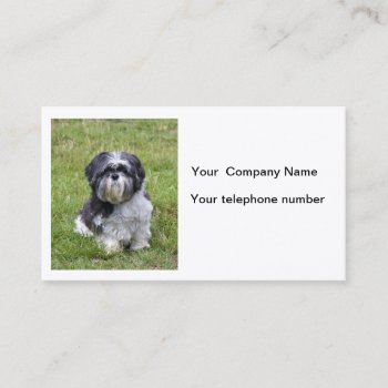 Shih Tzu Dog Beautiful Cute Photo Business Card by roughcollie at Zazzle