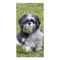 Shih Tzu dog beautiful, cute photo card