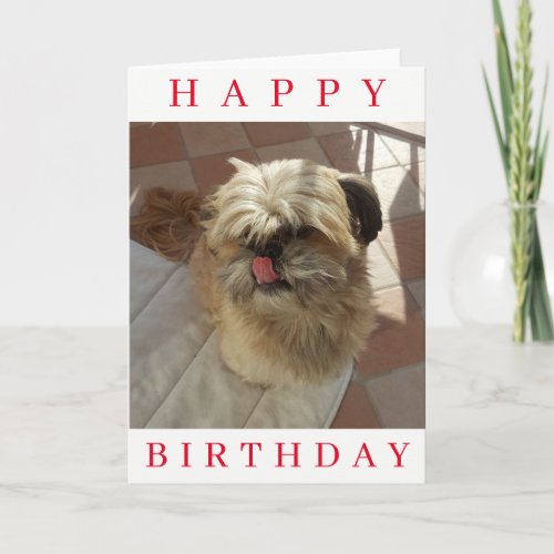 Shih Tzu dog birthday card