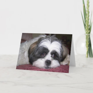 Shih Tzu Dog Card