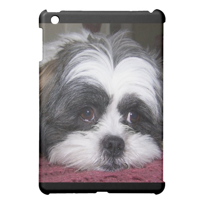 shih tzu dog mini