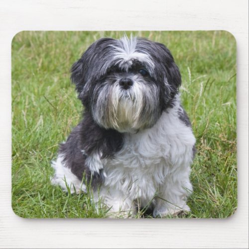 Shih Tzu dog cute beautiful photo mousepad