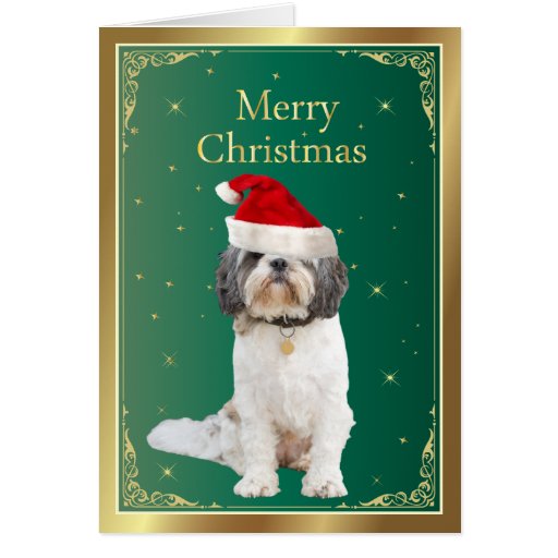 Shih Tzu dog cute in red santa hat christmas card | Zazzle