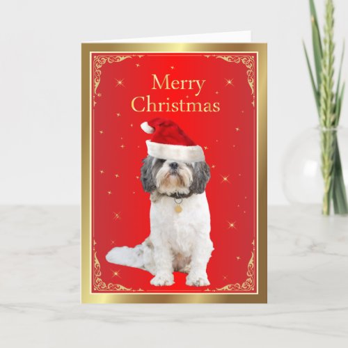 Shih Tzu dog cute in red santa hat christmas card