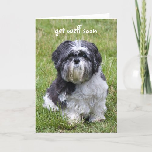 Shih Tzu dog cute photo get well greeting card