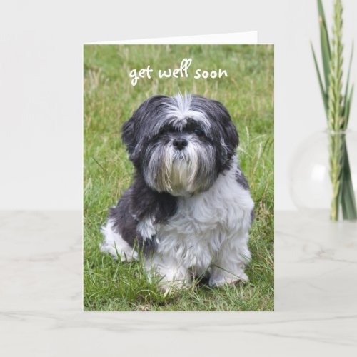 Shih Tzu dog get well soon greeting card