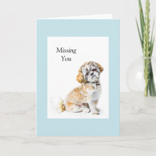 Shih Tzu Dog Greeting Card